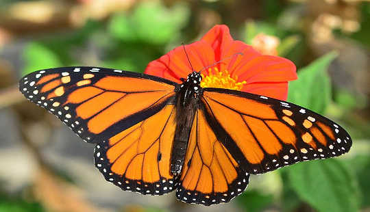 How Monarch Butterflies  Make It To Mexico Without A Map