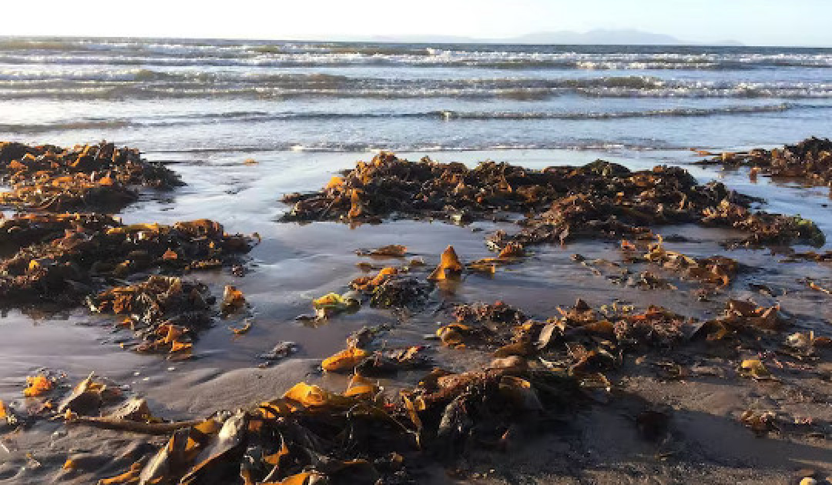 Why Western Diets Should Contain More Sea Vegetables