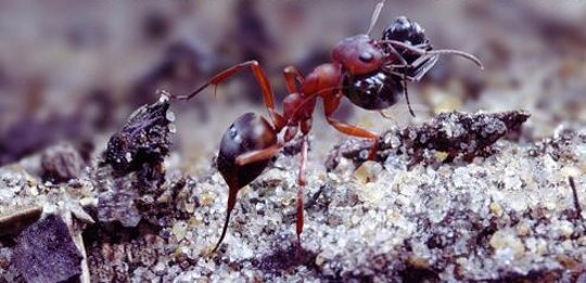 Why Do Slave Ants Rebel Against Slavemaker Ants?