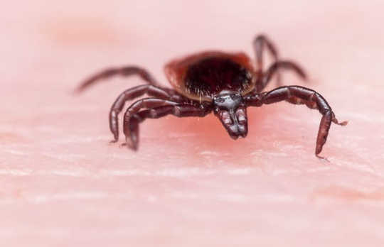 How To Avoid Lyme Disease While Ticks Are Hungry In The Fall