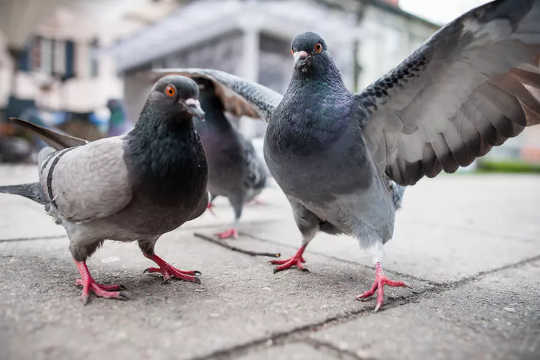 Where Are All The Dead City Pigeons?