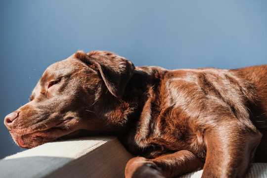 How Young Dogs Might Be More Similar To Human Teenagers Than We Think