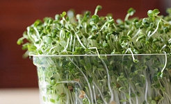 Can A Broccoli Sprout Pill Fight Cancer?