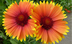 a pair of vibrant orange flowers