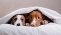 How To Keep Your Pet Happy During Thunderstorms And Fireworks